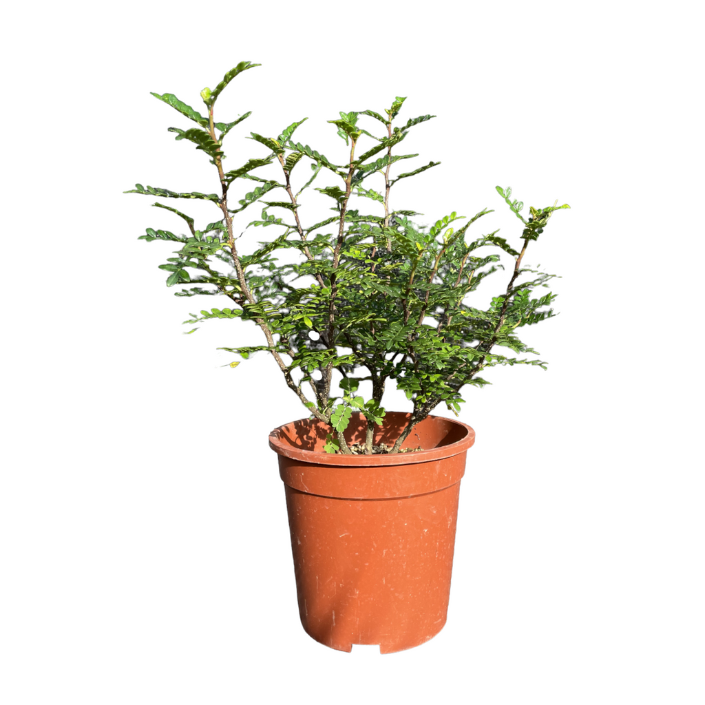Pistacia weinmannifolia, Weinmann's Pistachio, Chinese Pistachio (0.5m)
