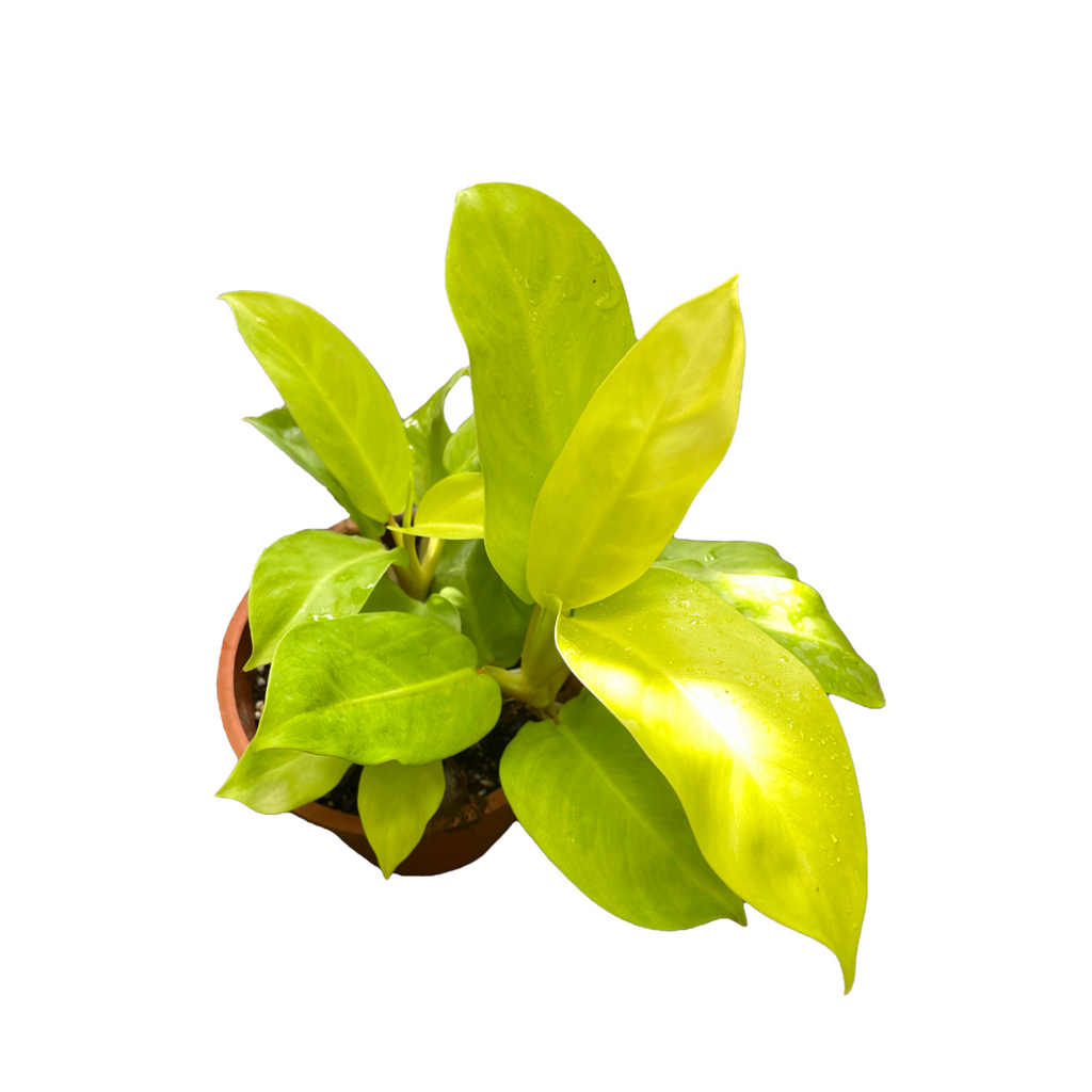 Philodendron erubescens 'Gold', Blushing Philodendron (0.25m)