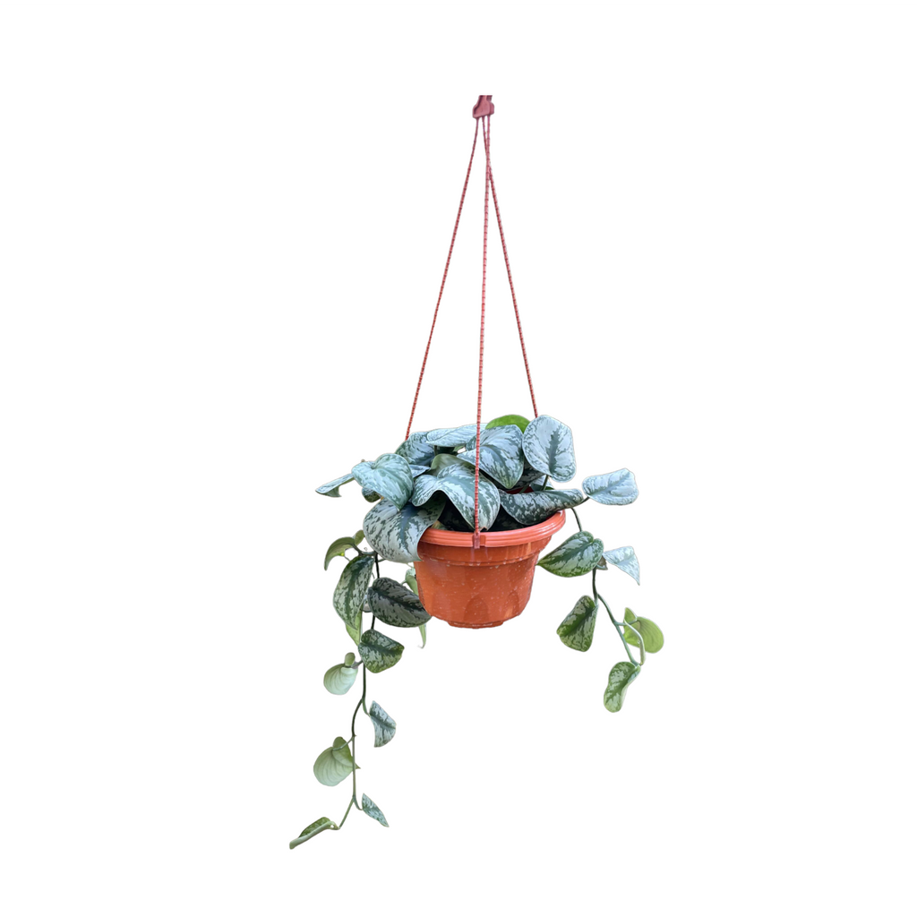 Scindapsus pictus 'Argyraeus', Satin pothos (Hanging)(0.5m)