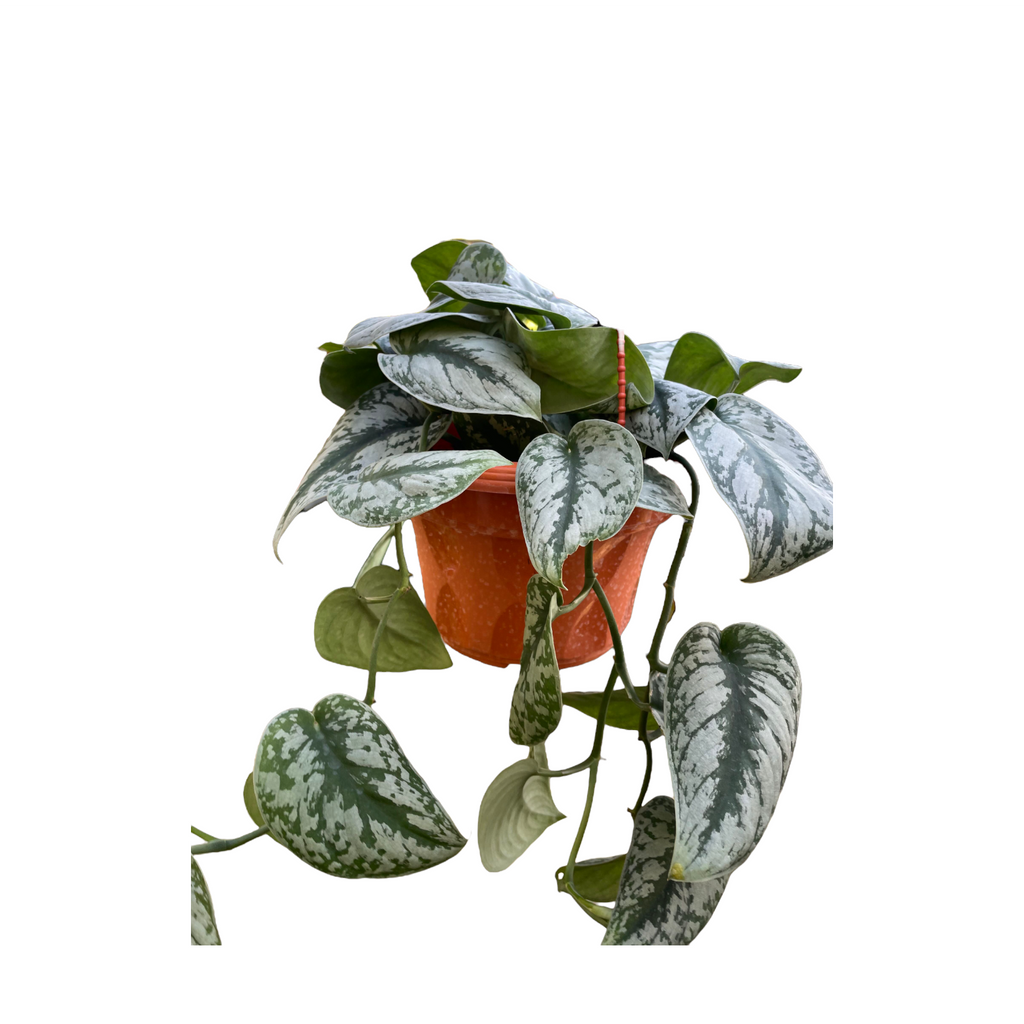 Scindapsus pictus 'Argyraeus', Satin pothos (Hanging)(0.5m)