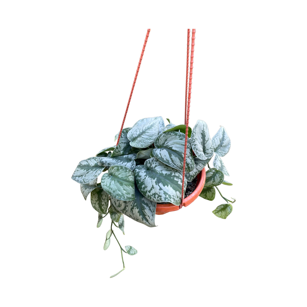 Scindapsus pictus 'Argyraeus', Satin pothos (Hanging)(0.5m)