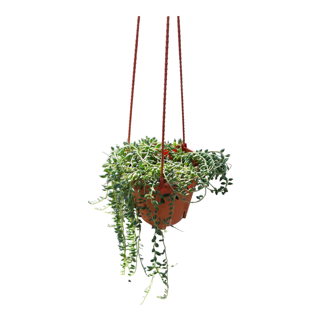 Senecio herreianus, String of Tears (hanging) (0.3m)