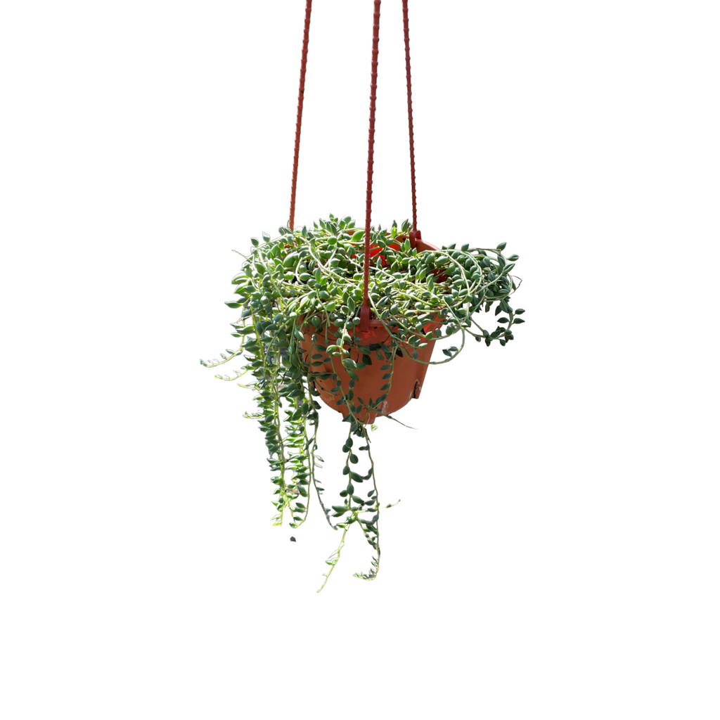 Senecio herreianus, String of Tears (hanging) (0.3m)