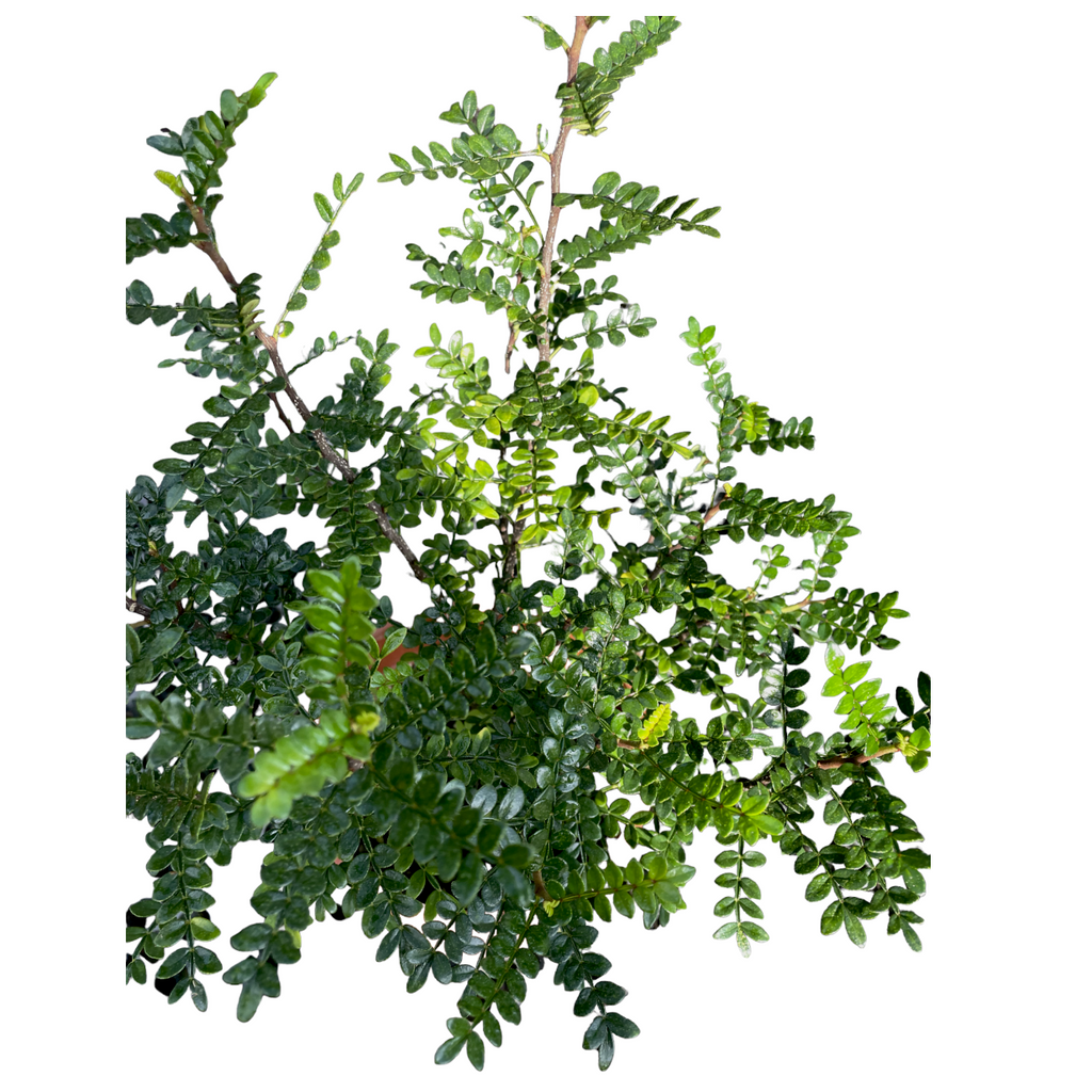 Pistacia weinmannifolia, Weinmann's Pistachio, Chinese Pistachio (0.5m)