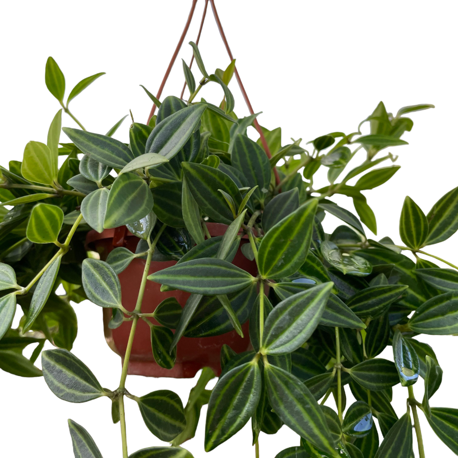 Peperomia tetragona, Parallel Peperomia (hanging)(0.25m)
