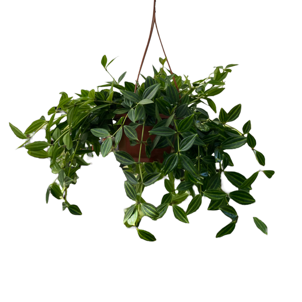 Peperomia tetragona, Parallel Peperomia (hanging)(0.25m)