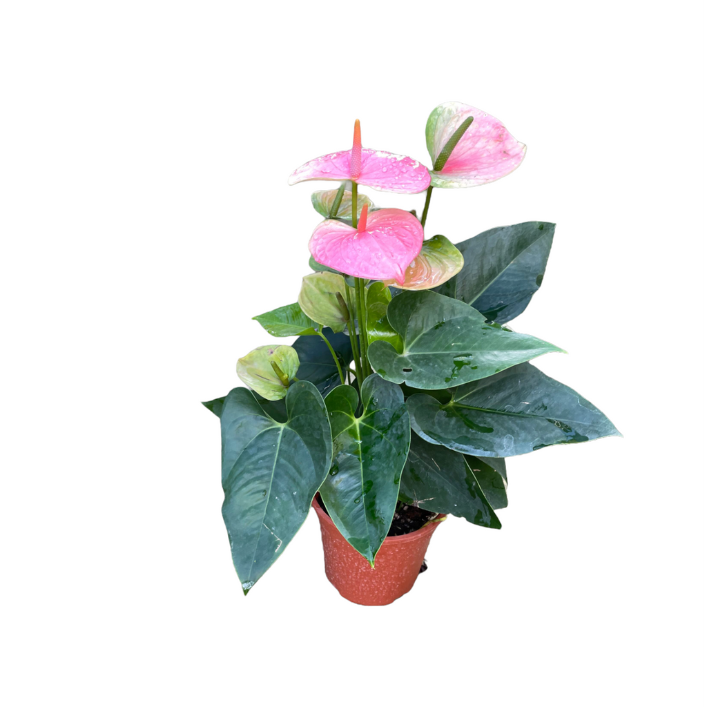 Anthurium Pink (0.6m)