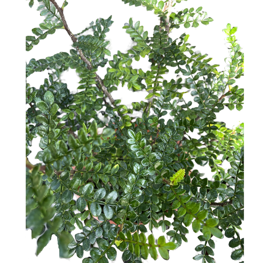 Pistacia weinmannifolia, Weinmann's Pistachio, Chinese Pistachio (0.5m)