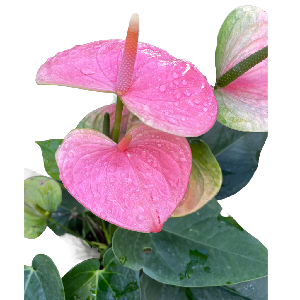 Anthurium Pink (0.6m)