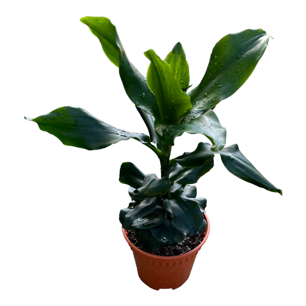 Dracaena compacta, Janet Craig Compacta (0.45m)