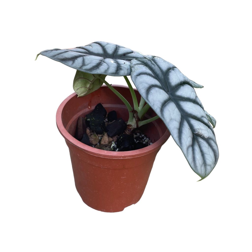 Alocasia silver dragon (0.2m)