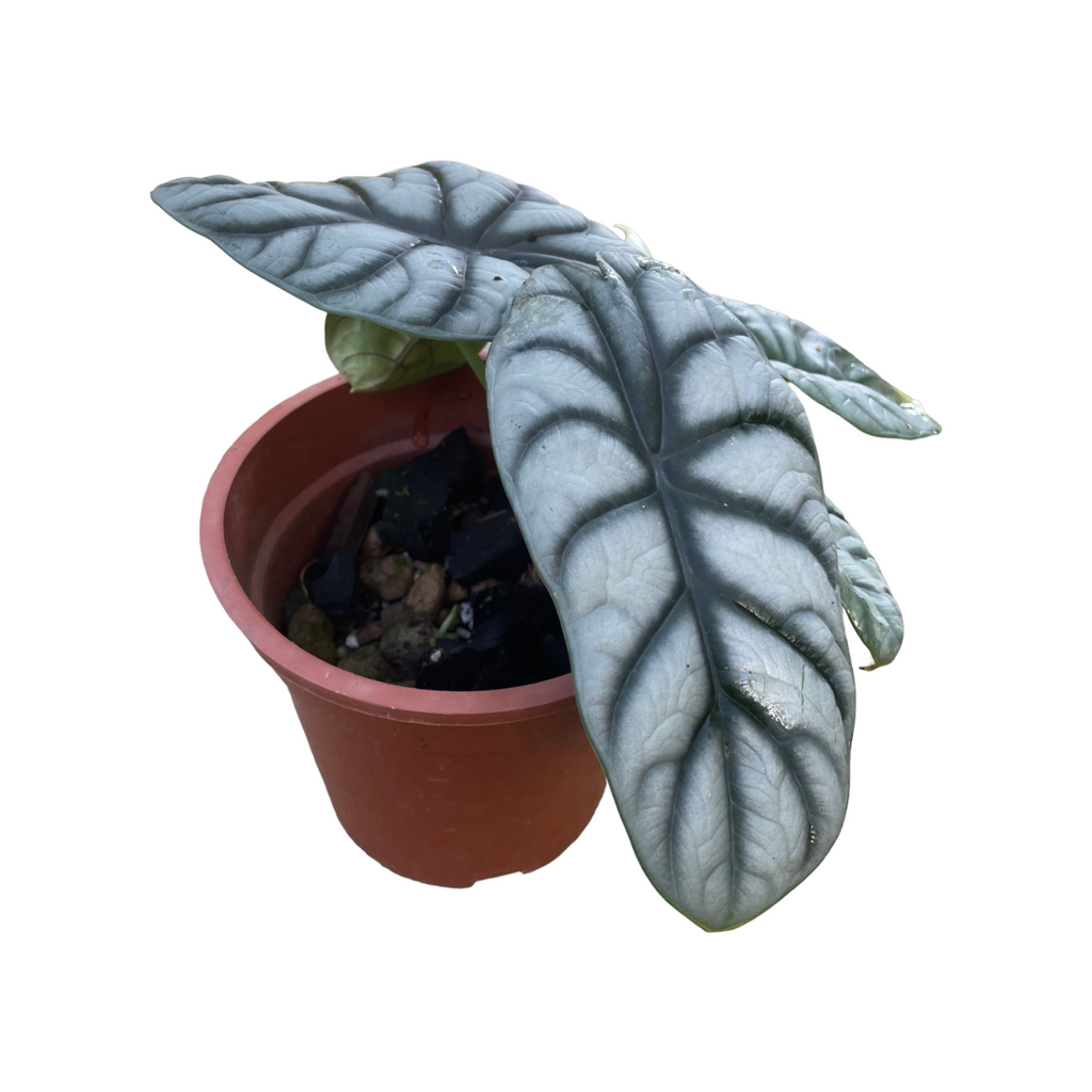 Alocasia silver dragon (0.2m)