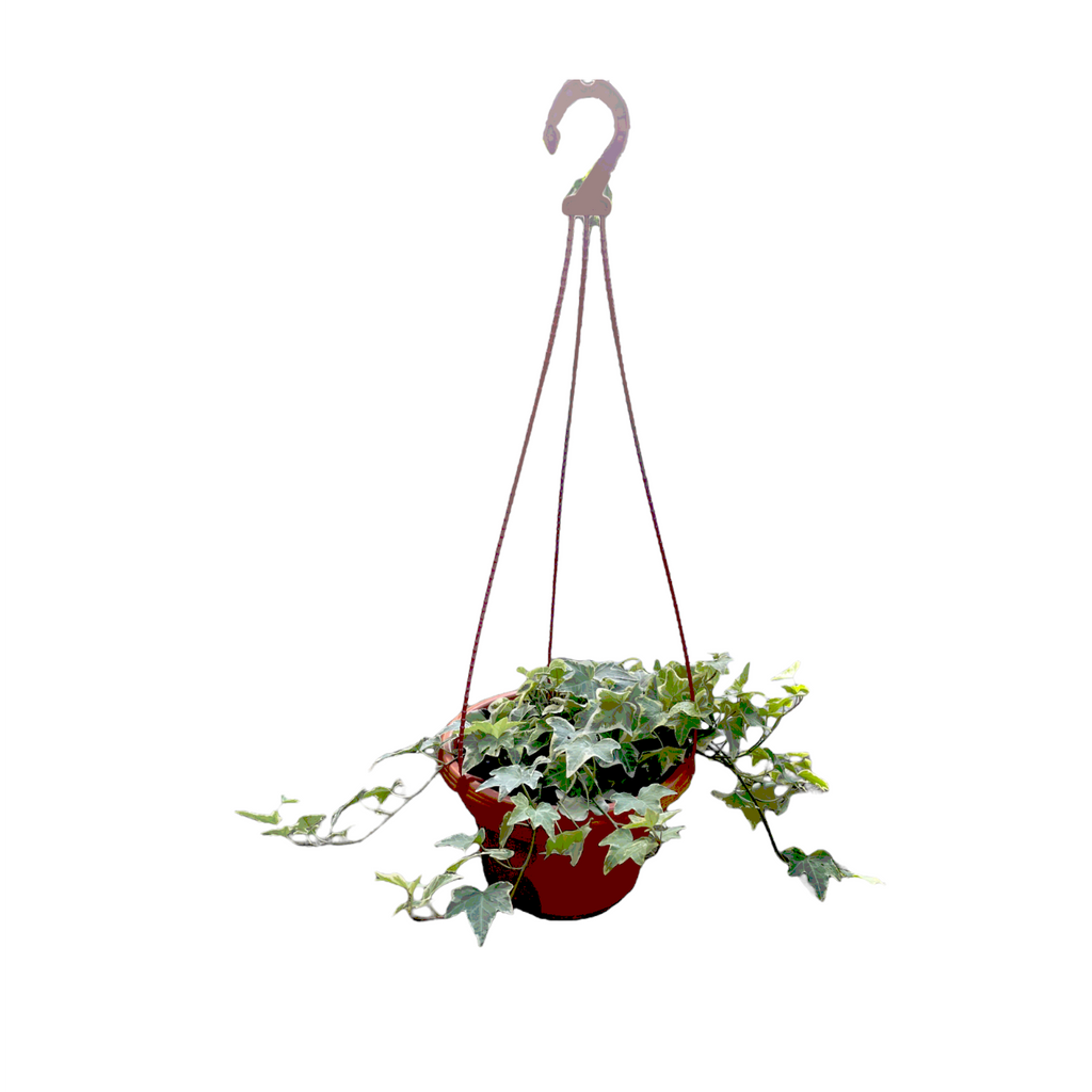 Hedera helix, English Ivy (hanging) (0.35m)