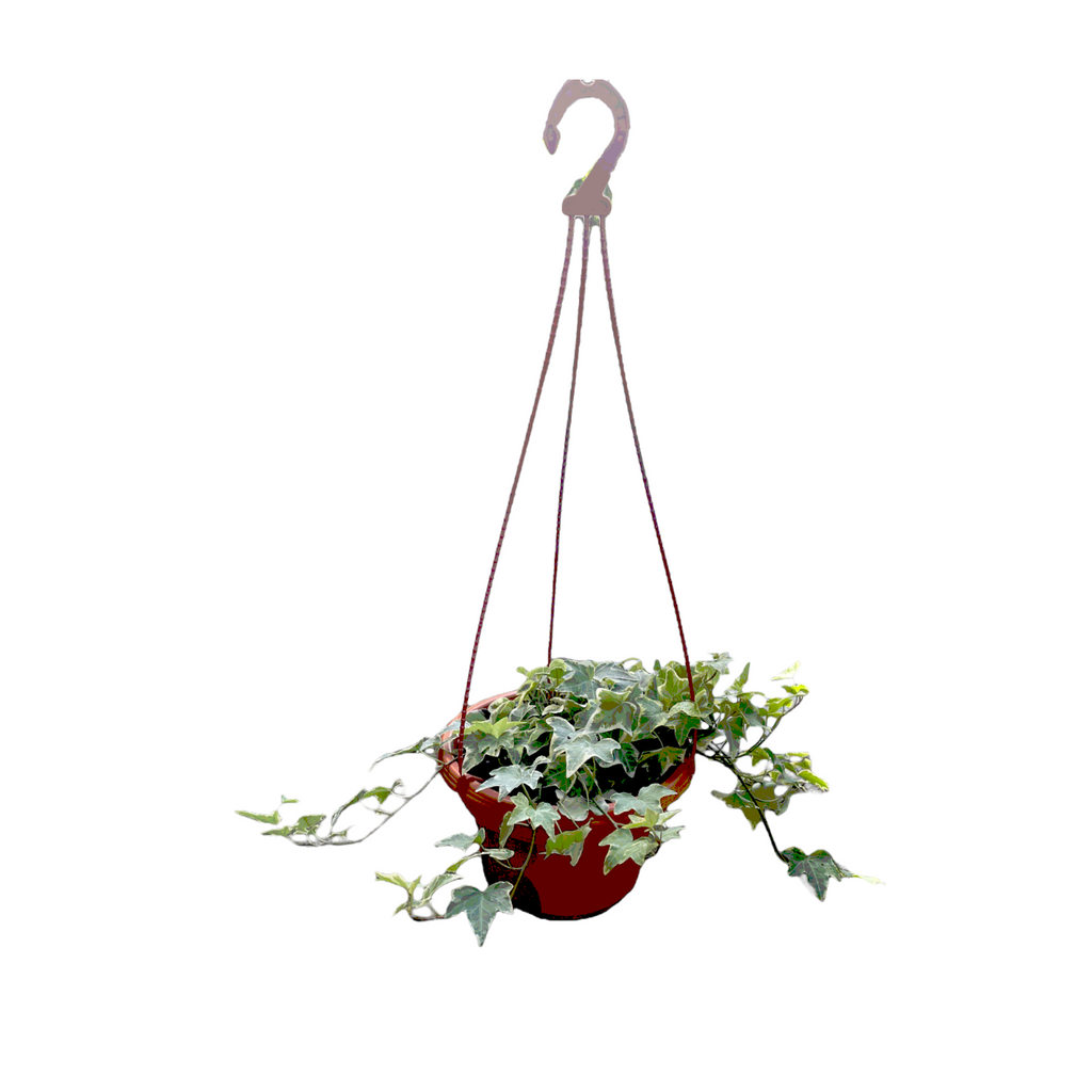 Hedera helix, English Ivy (hanging)(0.25m)