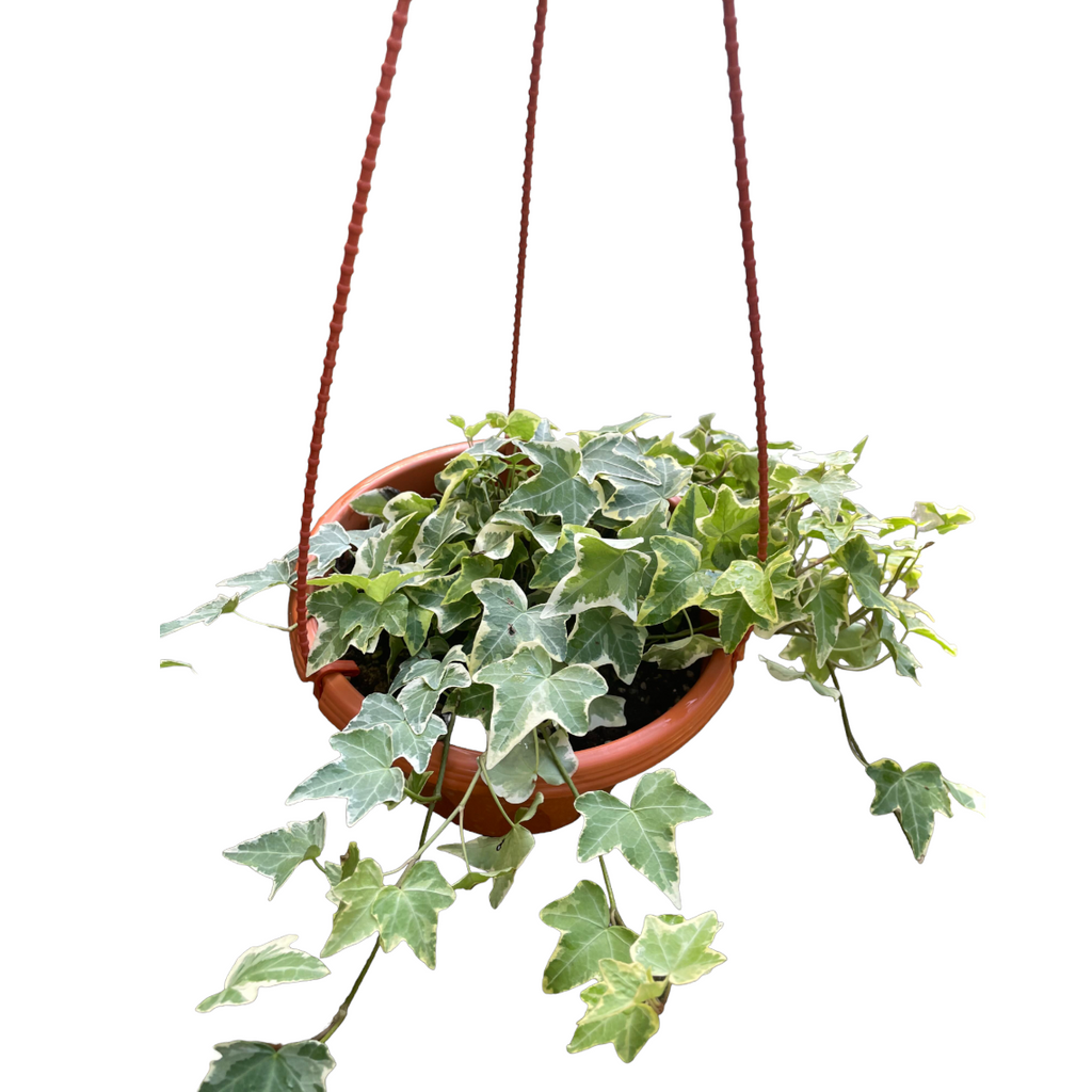 Hedera helix, English Ivy (hanging) (0.35m)
