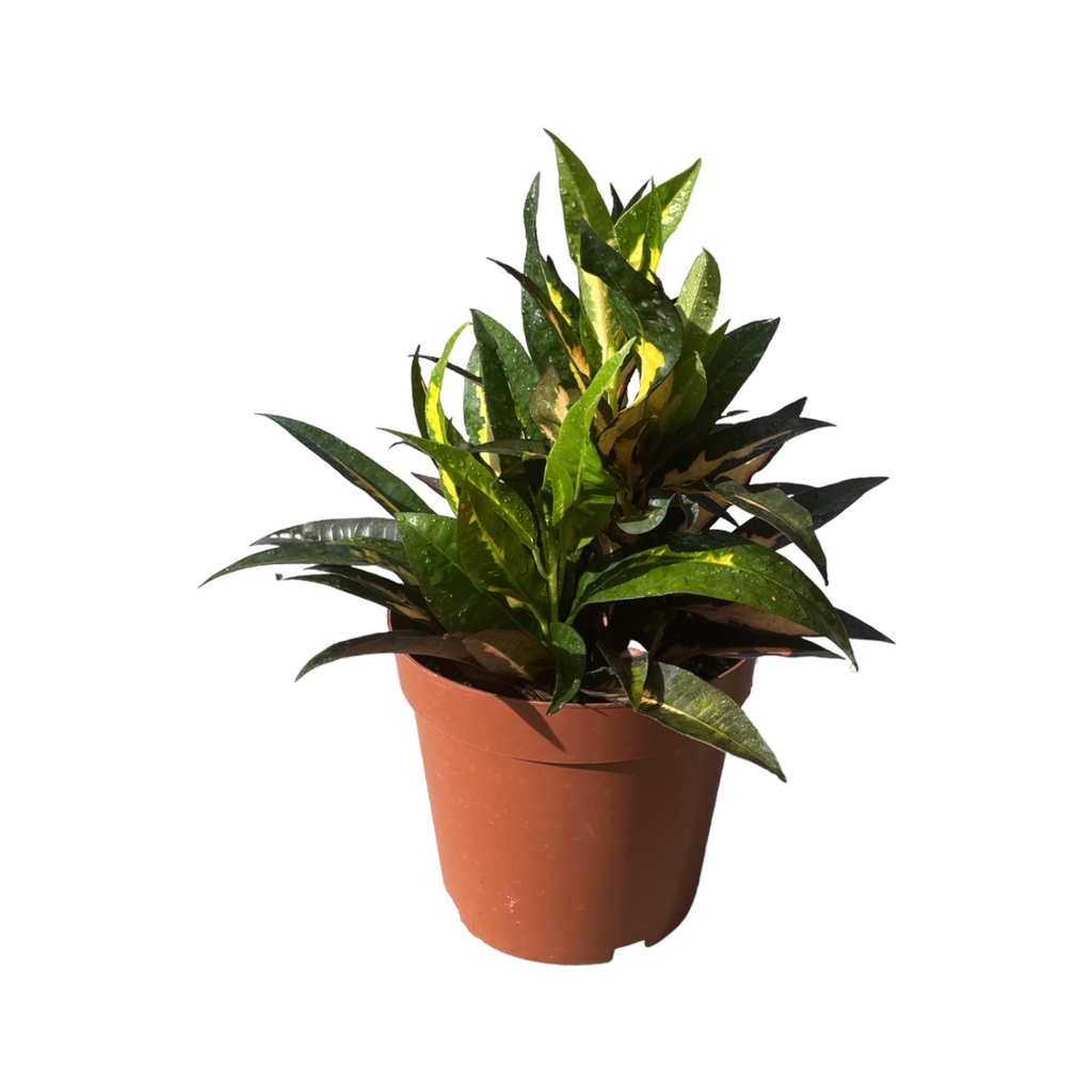 Codiaeum variegatum, Croton, Pudding (0.4m)