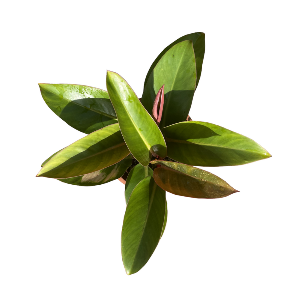 Philodendron Pink Congo (0.3m)