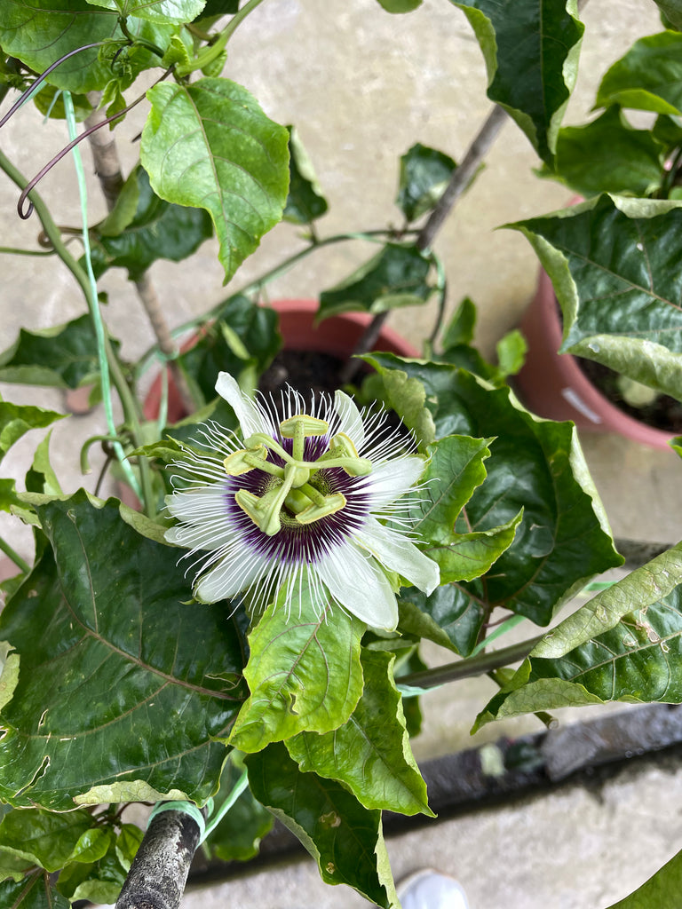 Passiflora edulis, Passion Fruit (0.8mH)