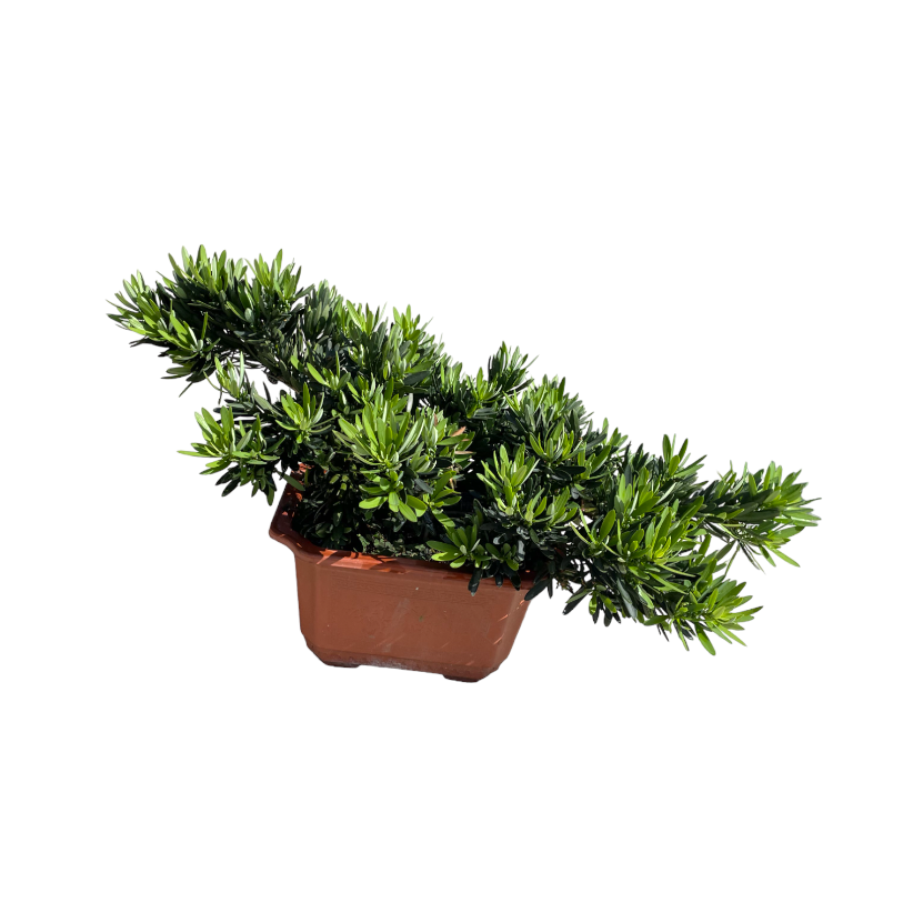 Podocarpus macrophyllus, Small Buddhist Pine Bonsai (0.26m)