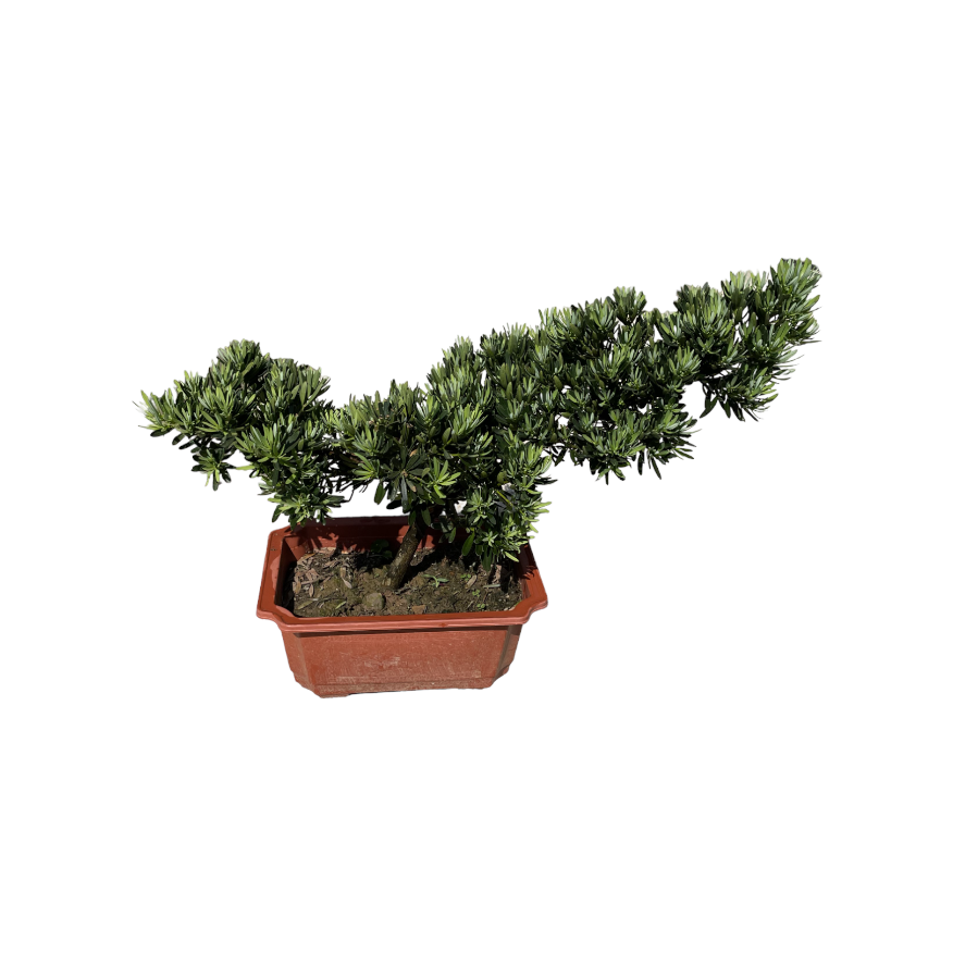 Podocarpus macrophyllus, Medium Buddhist Pine Bonsai (0.45m)