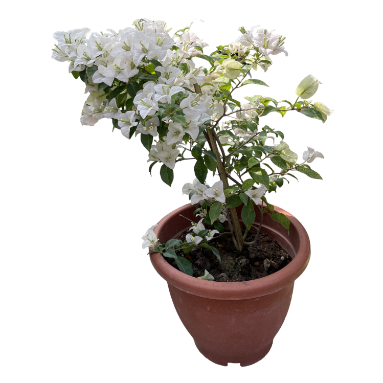 Bougainvillea, White Flower (0.65m)