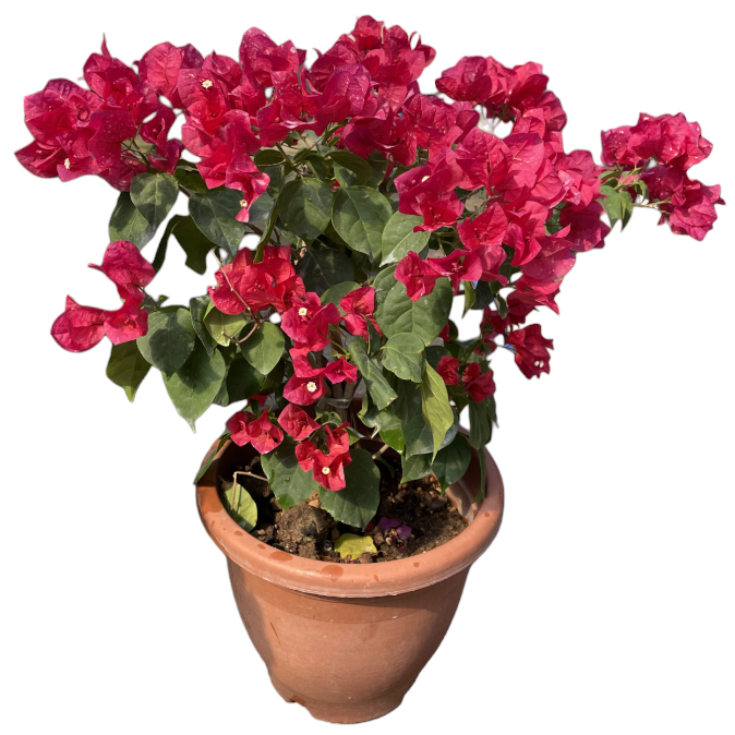 Bougainvillea, Assorted Colours (0.65m)