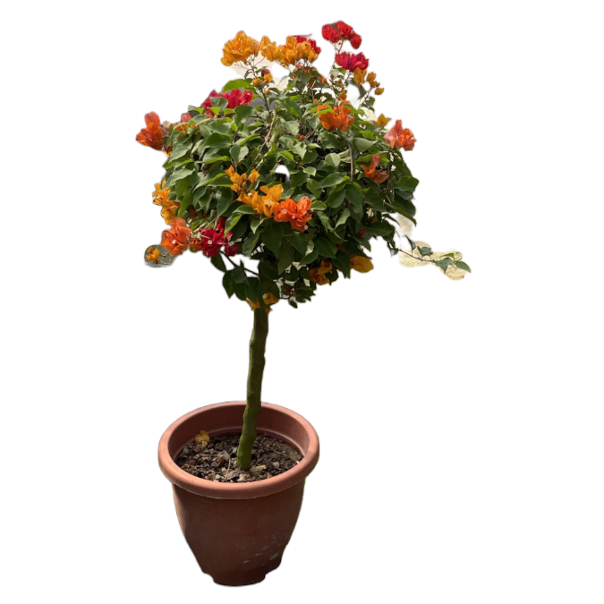 Multi-grafted Bougainvillea (0.80m)