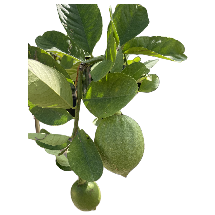 Citrus limon, Lemon tree (1.8m)