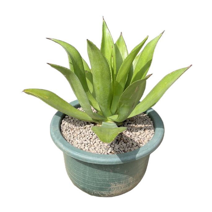 Agave (0.6m)