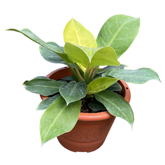 Philodendron Apple Green (0.35m)