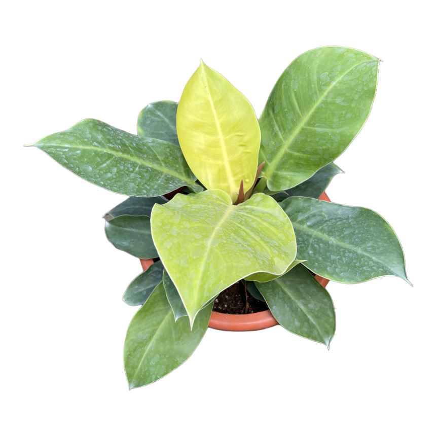 Philodendron Apple Green (0.35m)