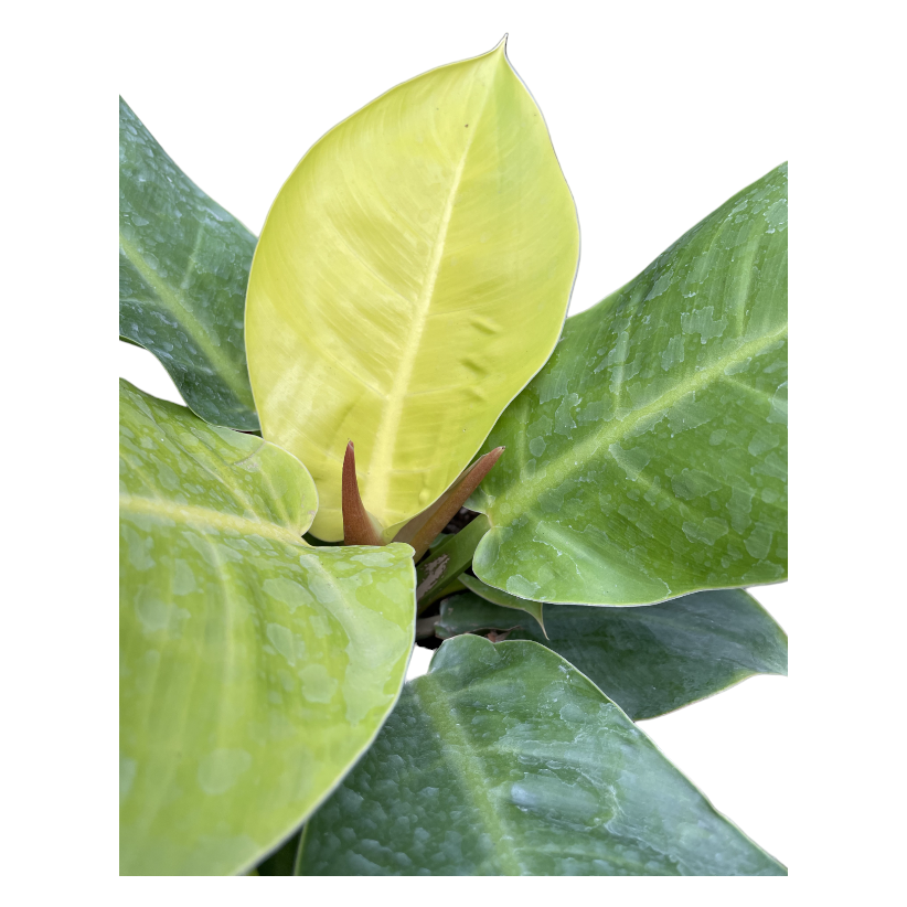 Philodendron Apple Green (0.35m)