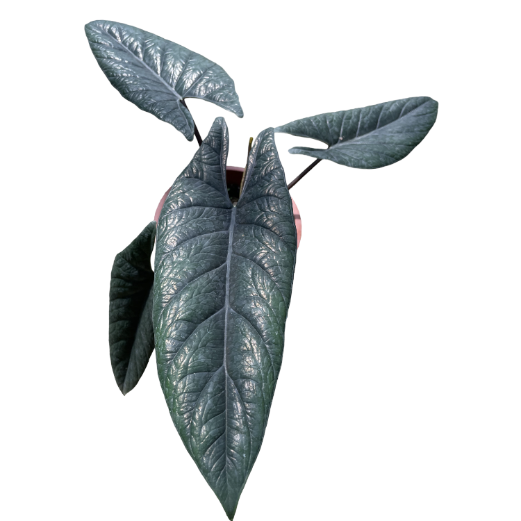 Alocasia Scalprum (0.3m)