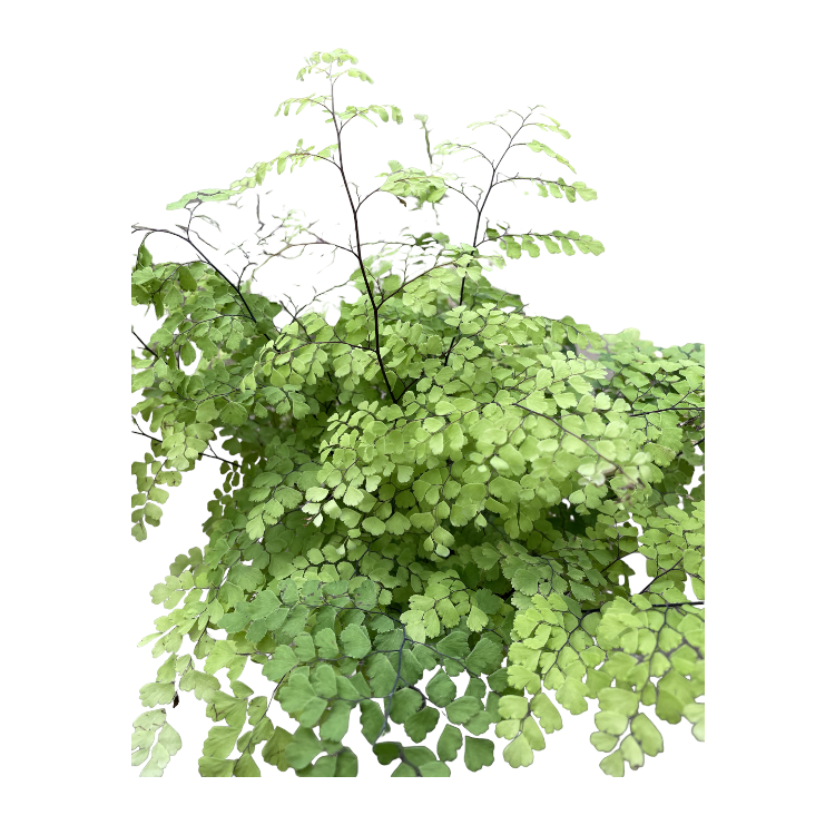 Adiantum capillus-veneris, Maiden Hair Fern (0.35m)