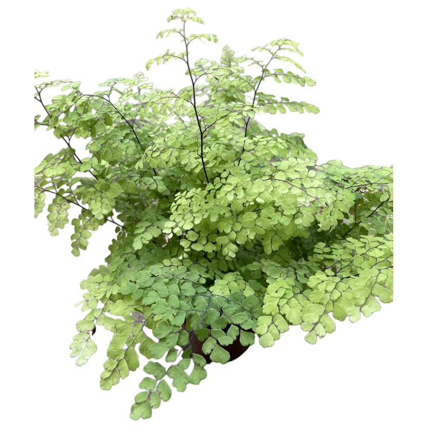 Adiantum capillus-veneris, Maiden Hair Fern (0.35m)