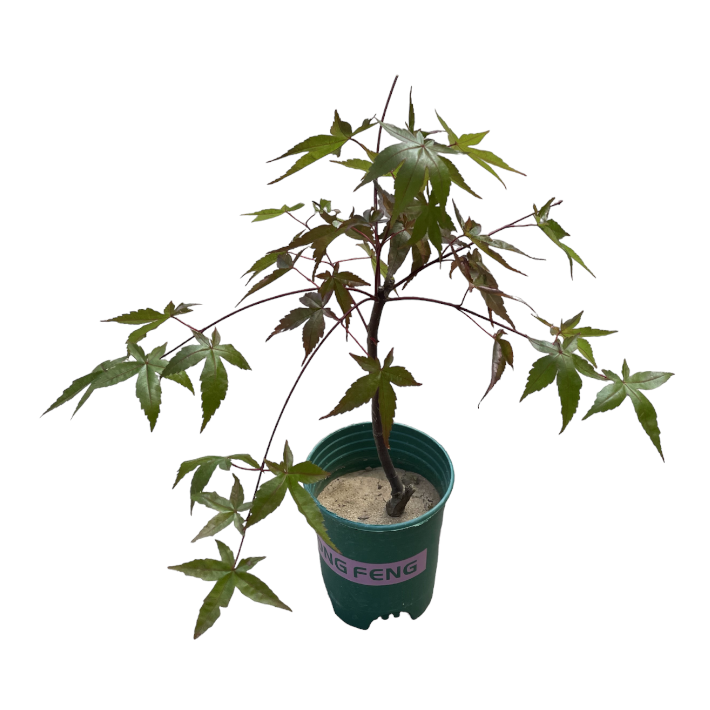 Mini Maple Tree (0.35m)