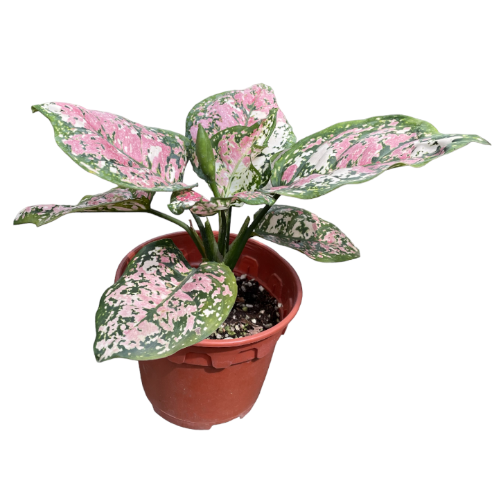 Aglaonema Anyamanee Tricolour (0.3m)