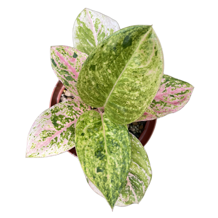 Aglaonema Pink Emerald (0.35m)