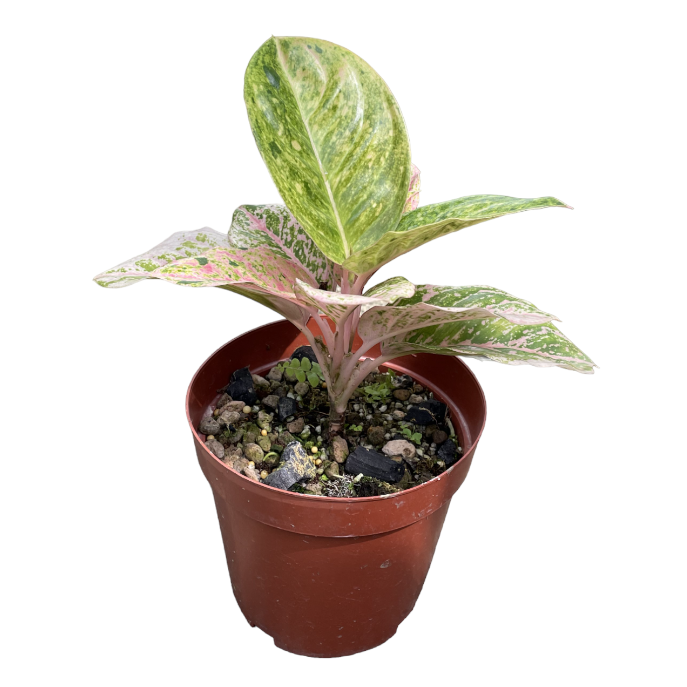 Aglaonema Pink Emerald (0.35m)