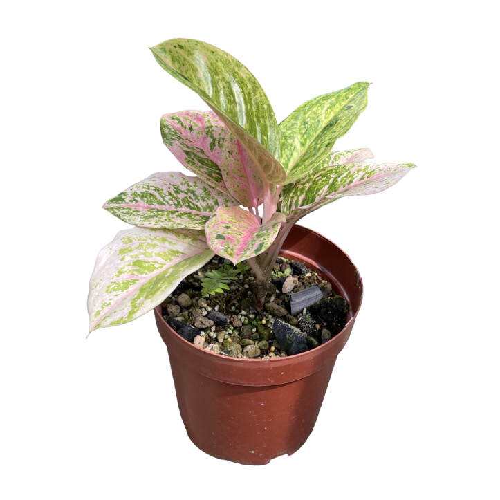 Aglaonema Pink Emerald (0.35m)