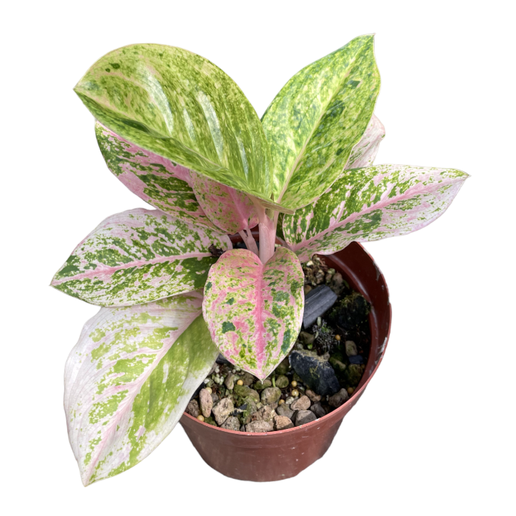 Aglaonema Pink Emerald (0.35m)