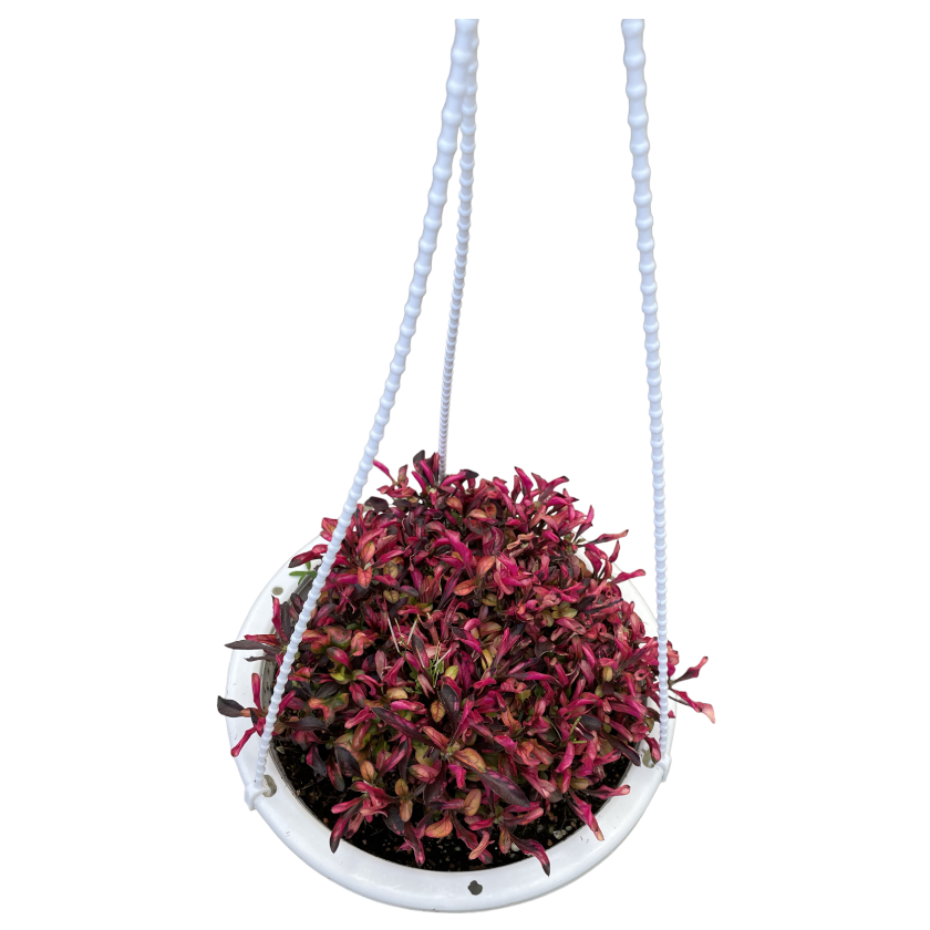 Alternanthera brasiliana 'Brazilian Red' (hanging) (0.20m)