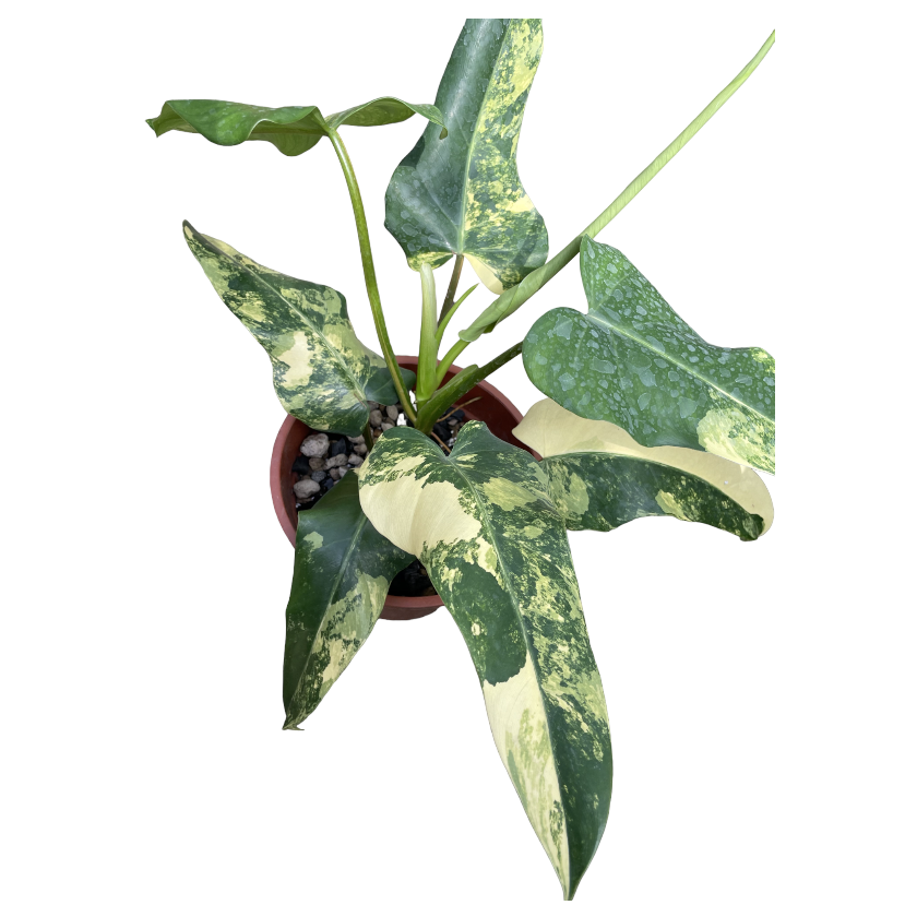 Philodendron Domesticum Variegata (0.35m)