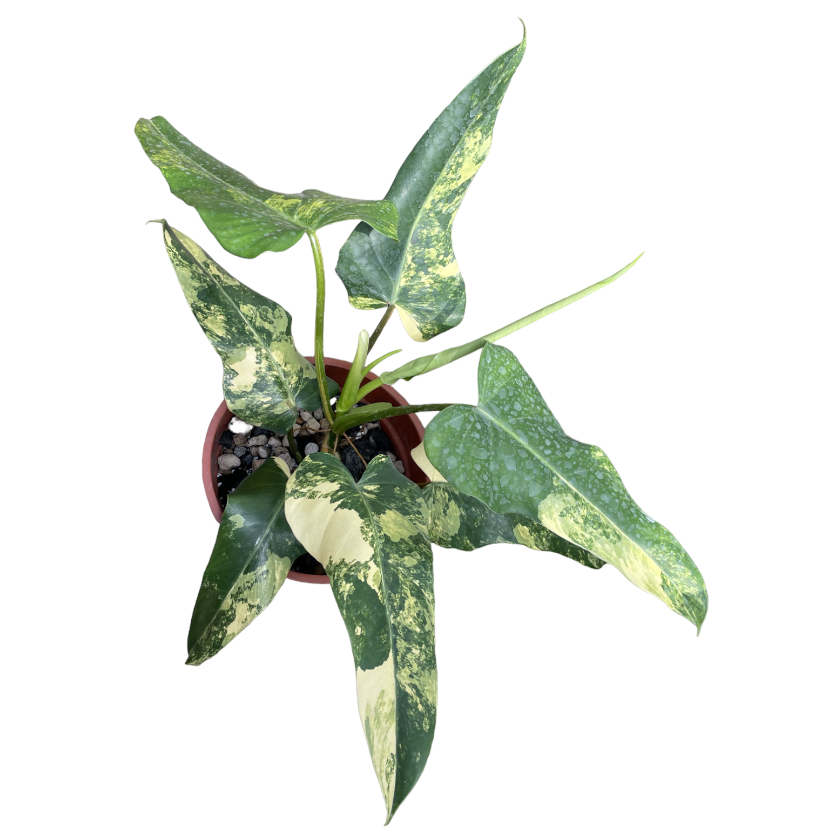 Philodendron Domesticum Variegata (0.35m)
