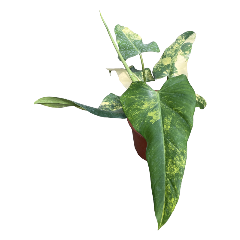 Philodendron Domesticum Variegata (0.35m)