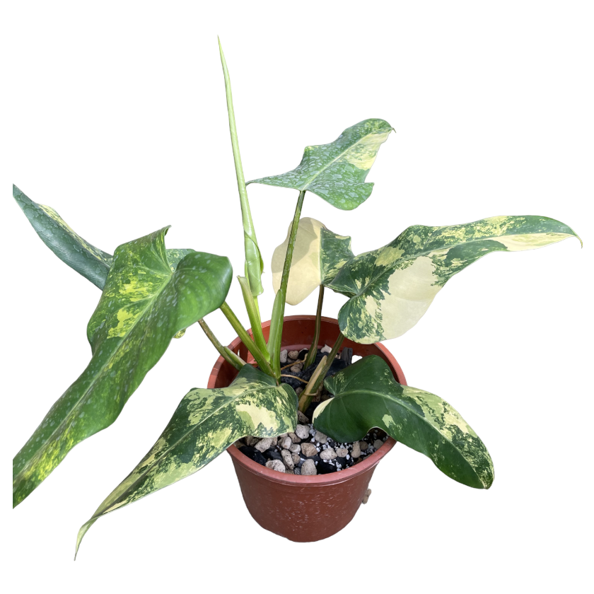 Philodendron Domesticum Variegata (0.35m)