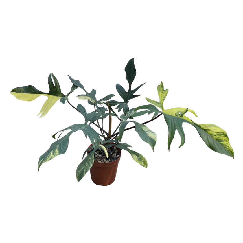 Philodendron Florida Beauty Variegated (0.45m)