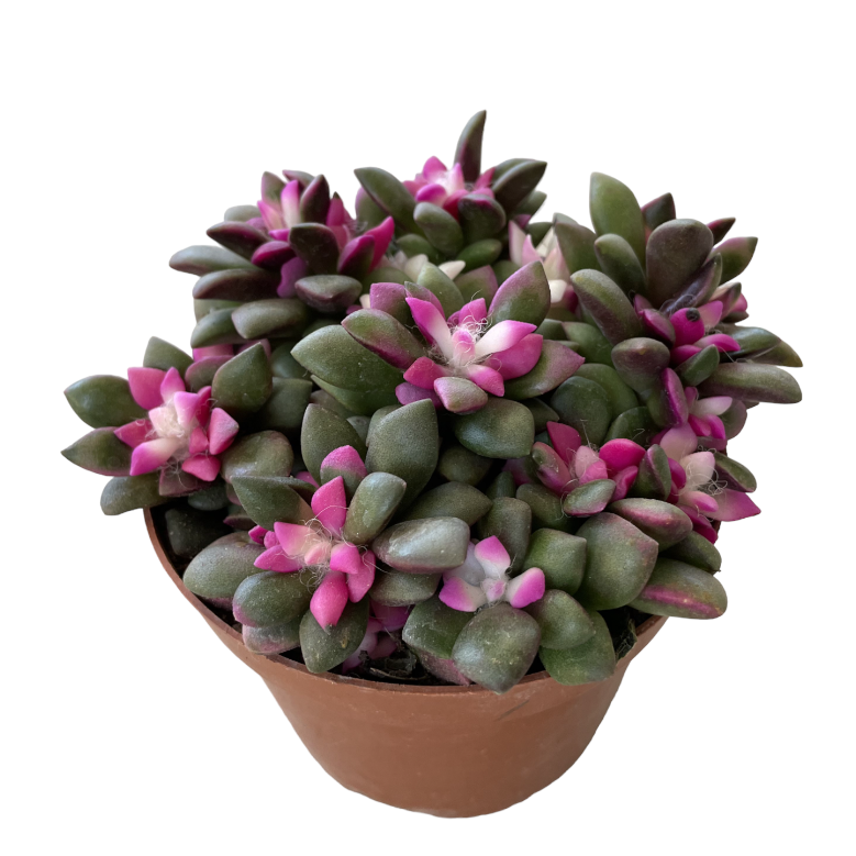 Anacampseros rufescens 'Sunrise', Sunrise Succulent 吹雪锦 (0.10mH)