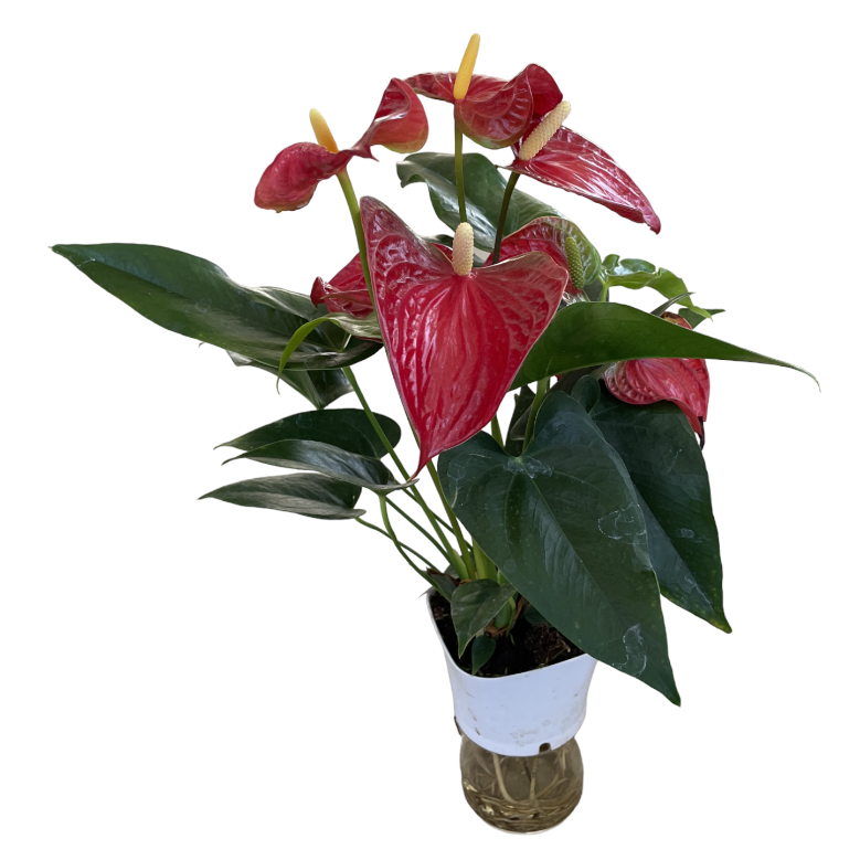 Anthurium andraeanum Red , Flamingo Flower in water culture pot (0.45m)