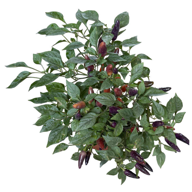 Capsicum annuum 'Acapulco Purple', Acapulco Purple Ornamental Pepper (0.3m)